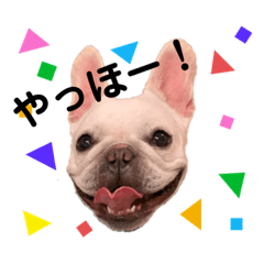 フレンチブルドッグの花ちゃん