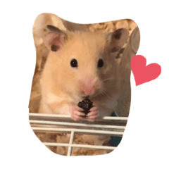 くるみしゃんスタンプ