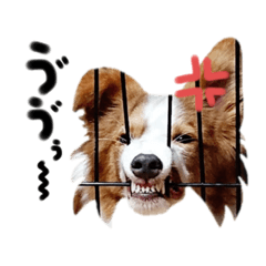 ボーダーコリーの愉快な仲間たち！