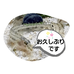 可愛いシマドジョウ2