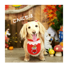 犬のスタンプ ダックスのみるぶぅ