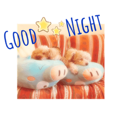 トイプードル・るるあろんの日常会話