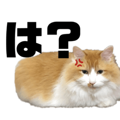 はっさくスタンプ！