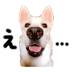 どんな時でも使える！雑種のゆきちゃん