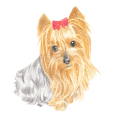 優雅な（？）ヨーキー