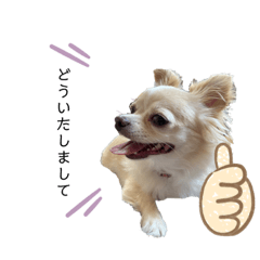 天野家のこむぎさん。2