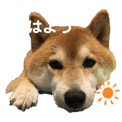 アイドルのゆず