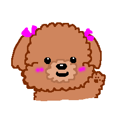 トイプーのルナちゃん