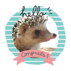 ハリネズミころちゃん