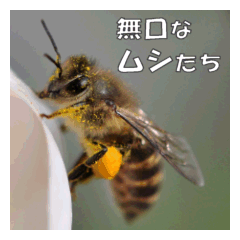 無口なムシたち