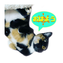 あんちゃん吹き出しスタンプ