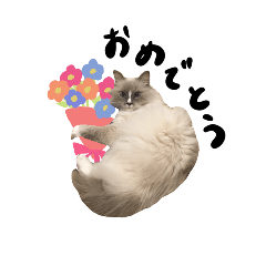 メロンというねこ