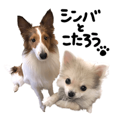 シンバとこたろう