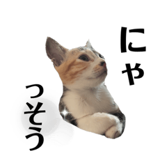 麦わら猫のケイティ