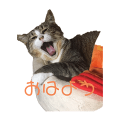 猫ちゃん　スタンプ