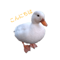 ピヨとバニラ２