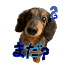 しんじろうのスタンプ