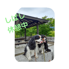 ワンにゃんハムハム