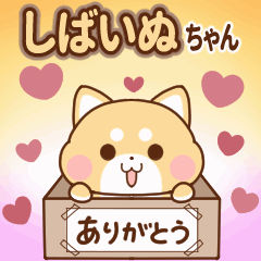 動く♪しばいぬちゃんの日常