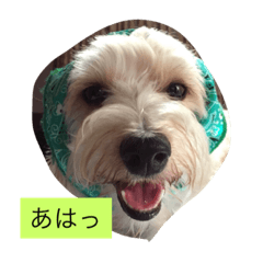 陽気なわんこ スパンキー