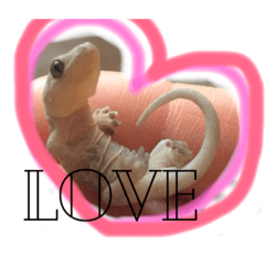 ぺろちゃん すきすき