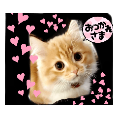 むぎ&がんちゃん　仲良し兄弟3