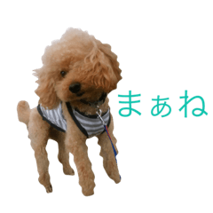 いつも元気なシフォンくん