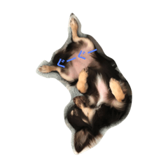 ソルトさんの1日