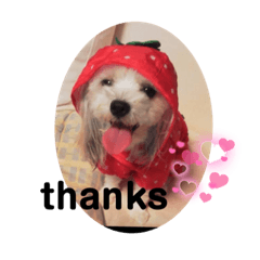 わんこのぷりんちゃん♪