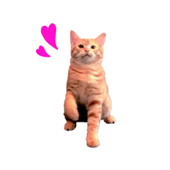 大山家の猫たち