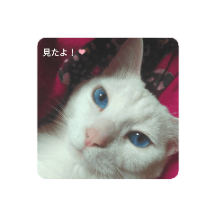 家族に使える猫の写真スタンプ