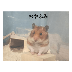 かわいい我がハムたち