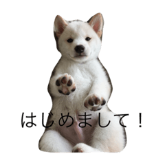 柴犬 大福の日常