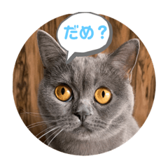 リアルねこのLINE会話～マンチカン編～