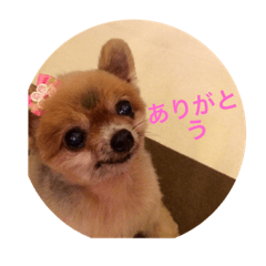 ポメラニアンじゃが2