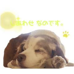 おじぃ犬のこえ。