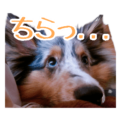 ＊ロイのスタンプ＊➁