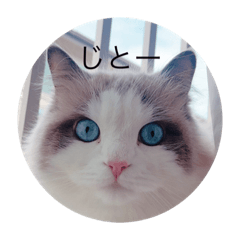 うちのねこ、おもち