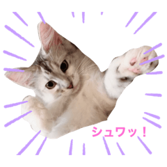 しらすふぁみり➖