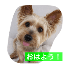 癒しのヨーキー！vol.3