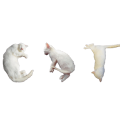 白ねこ_アルファベット_無料版