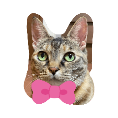 ももは気分屋(ФωФ)