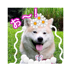 秋田犬　可愛いひなちゃん