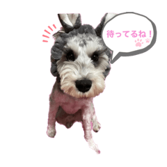 ミニチュアシュナウザー　Noah