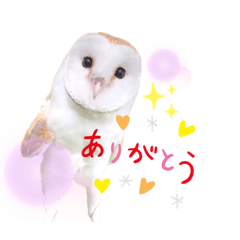 メンフクロウ卯月さん（日常）