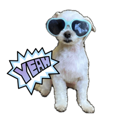 かいたんでしの