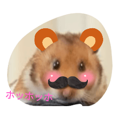 ハムスタ１