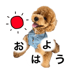 可愛いトイプードル① 日常会話