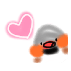 ボクはキンカチョウ。