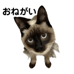 もちもちポアロ